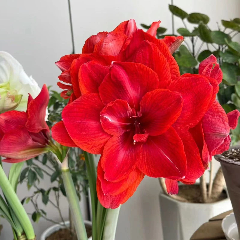 朱顶红【双皇】种球重瓣花卉室内四季植物庭院花卉植物四季易活