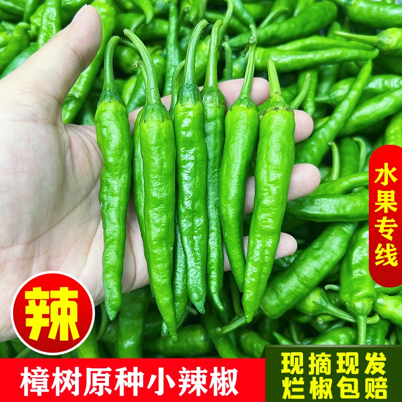 【顺丰包邮】正宗樟树小辣椒青椒薄皮嫩软香嫩辣椒发货现摘农家