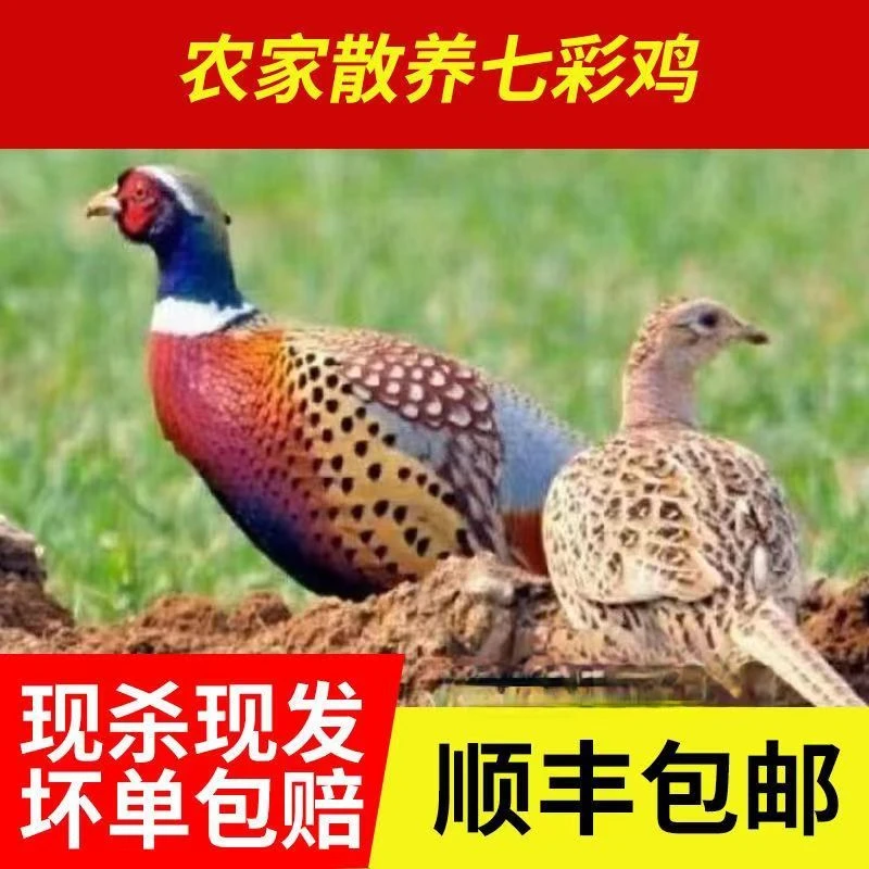 【顺丰包邮】毛重4-6斤 农家散养七彩山鸡 杀好净重2-3斤带内脏真空