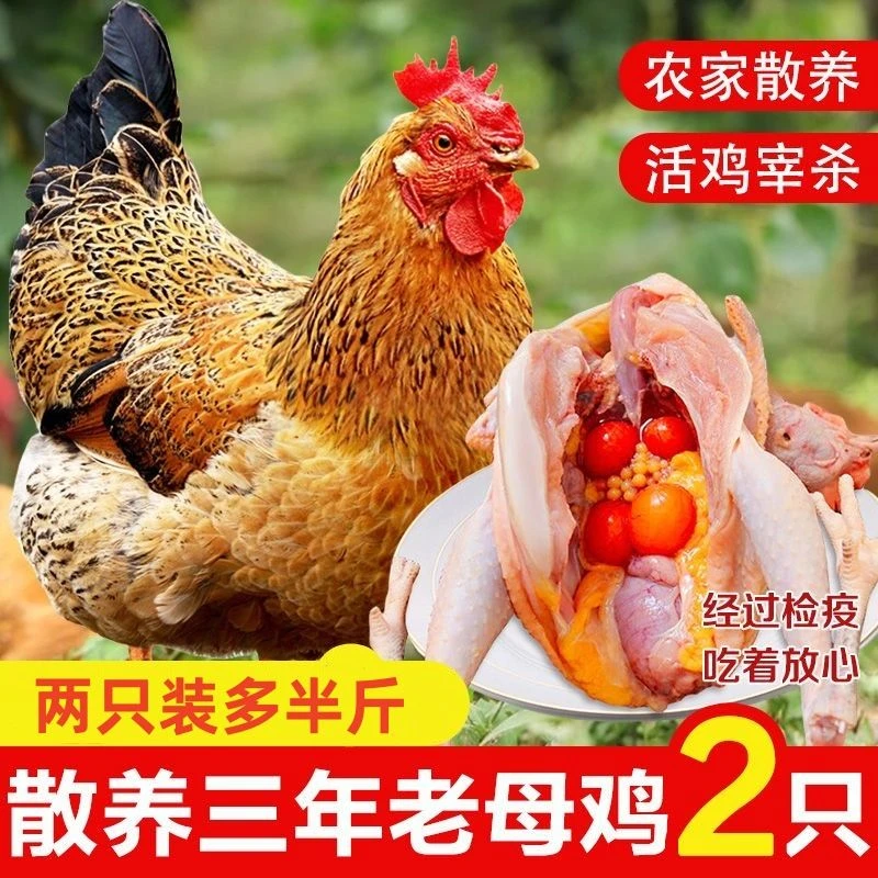 【买一只送一只】毛重7斤丨农家散养老母鸡土鸡笨鸡带黄油煲汤