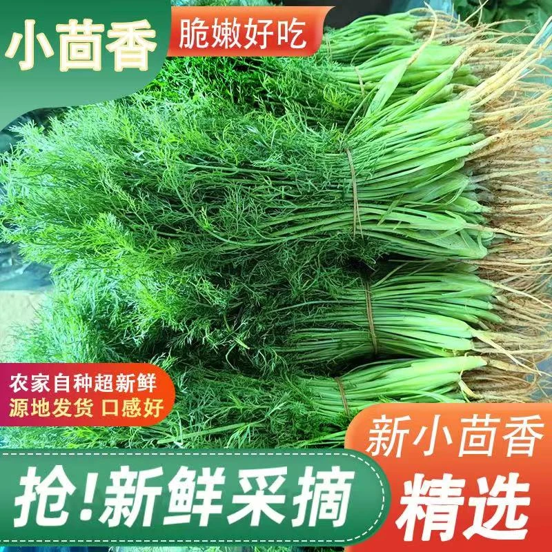 2斤茴香2斤韭菜混搭