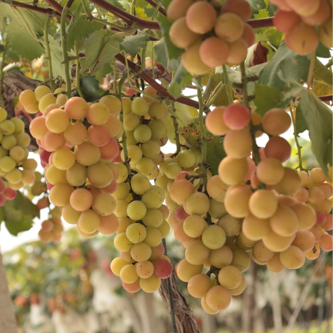 妮娜皇后葡萄散装单粒5-6分红