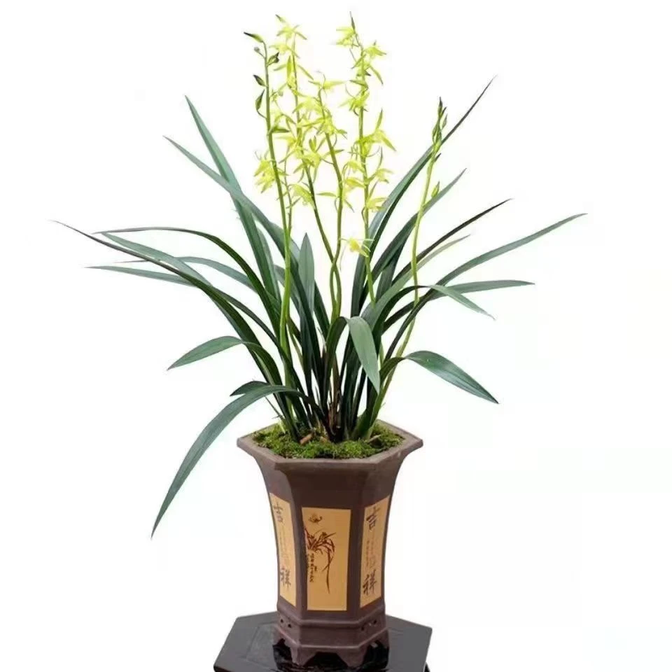 兰花带花苞吴字翠浓香型报岁兰室内客厅花