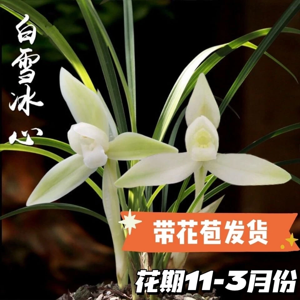 QINGYALANYUAN/清雅兰园浓香兰花苗美观细叶春兰好种绿植庭院盆栽