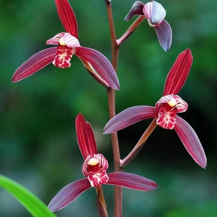 清雅兰花高档铭品四季兰建兰墨宝