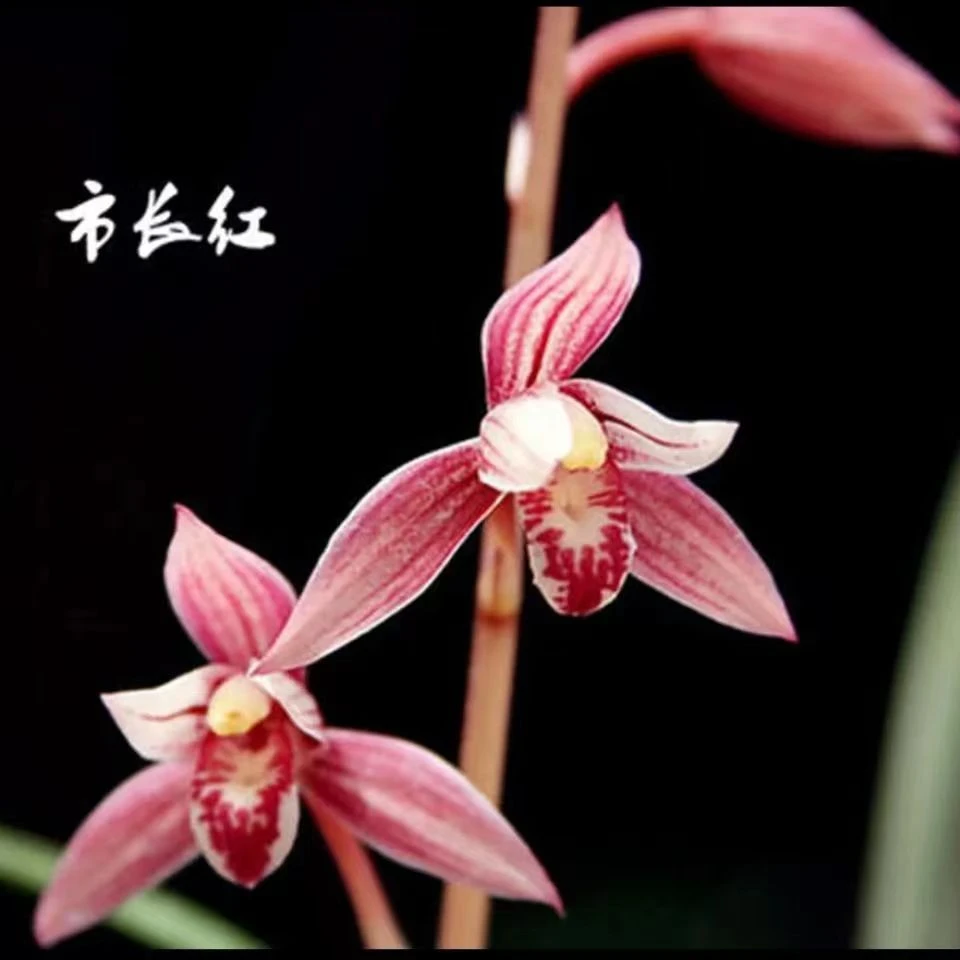 建兰 市长红 四季兰红花2苗