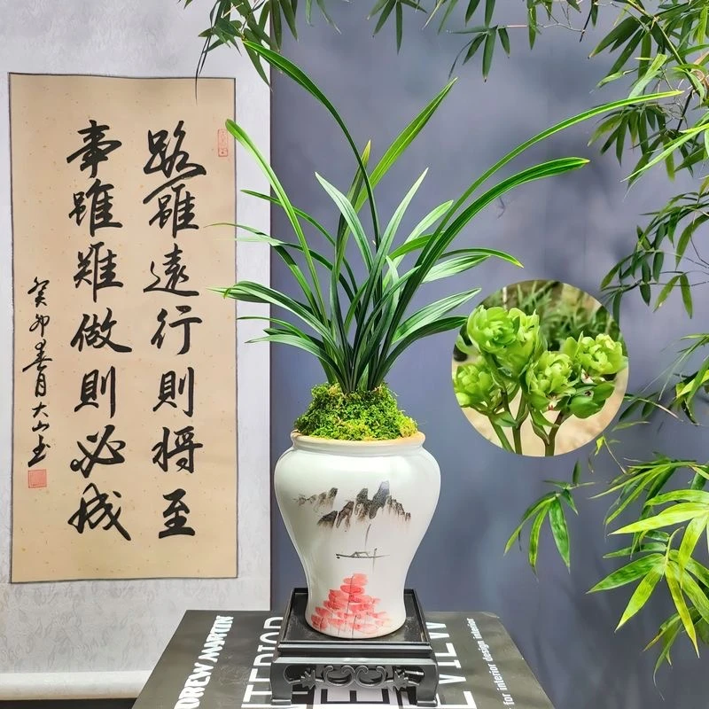 春天开花 精品兰花苗春兰九仙牡丹高端绿植