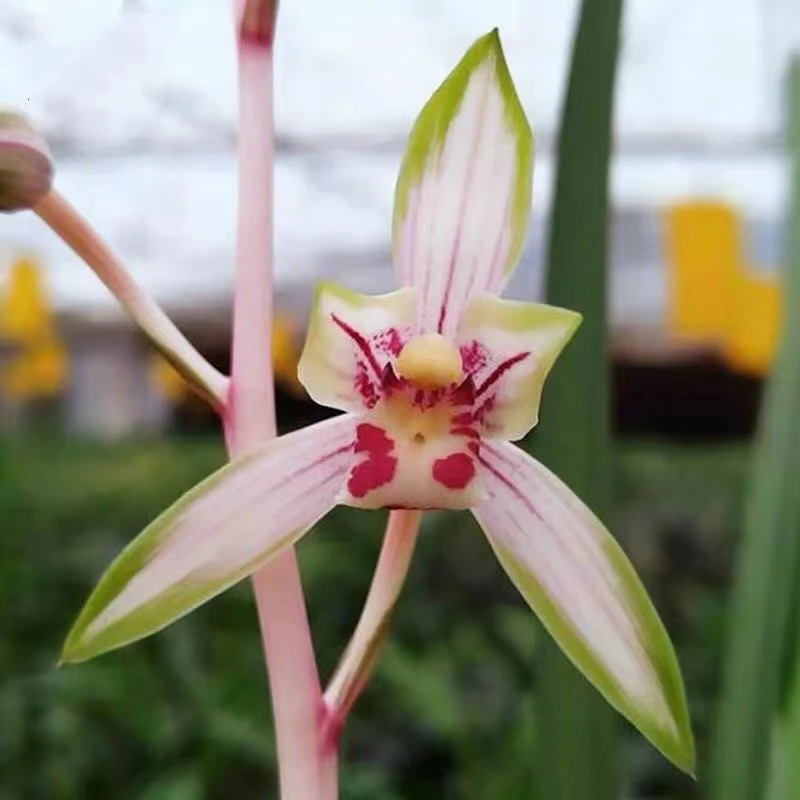 兰花建兰艺草依江春色(高山春色)1-3苗含盆种好发货