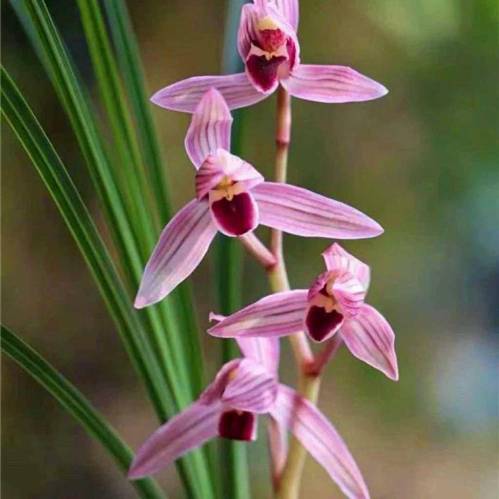 莲瓣兰红艳香型花卉盆栽绿植室内阳台飘逸
