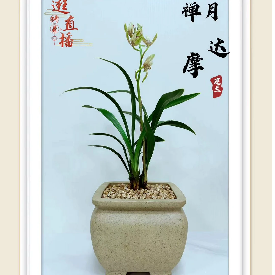 QINGYALANYUAN/清雅兰园兰花 矮种 建兰婵月达摩带花苞