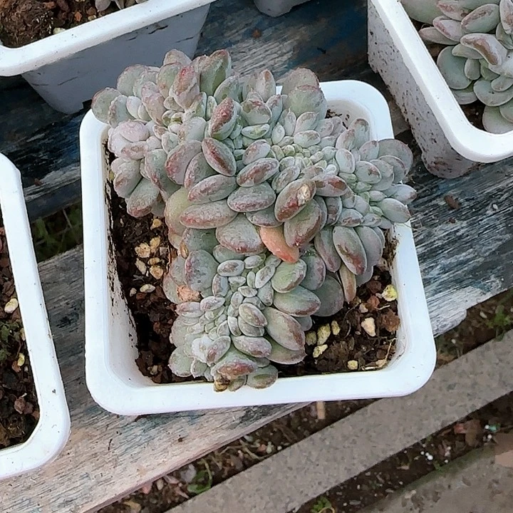 青蛙王子儿童牙膏1111