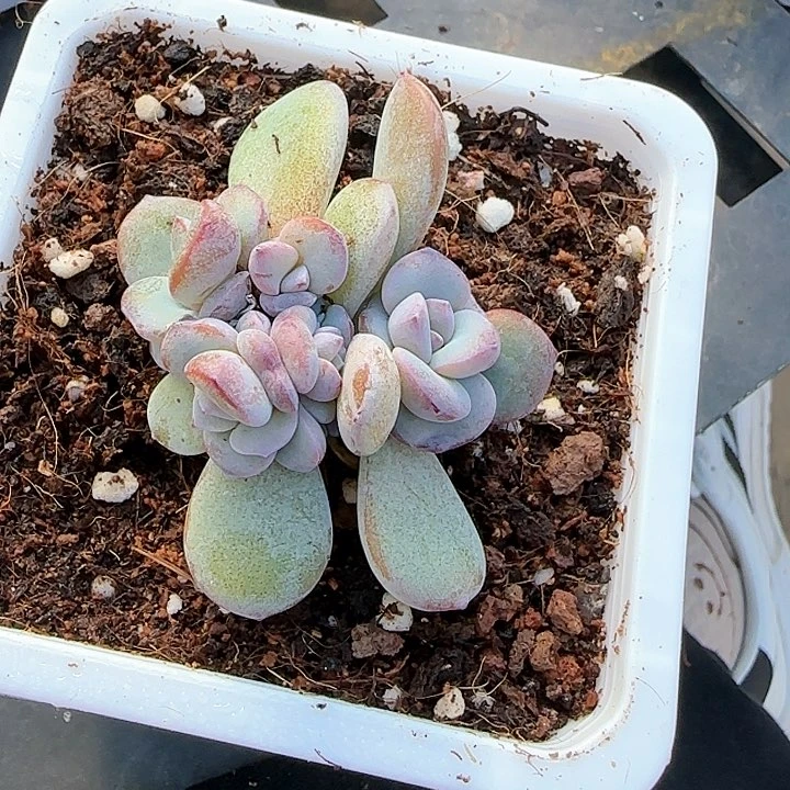 媛*?青蛙王子儿童牙膏1111