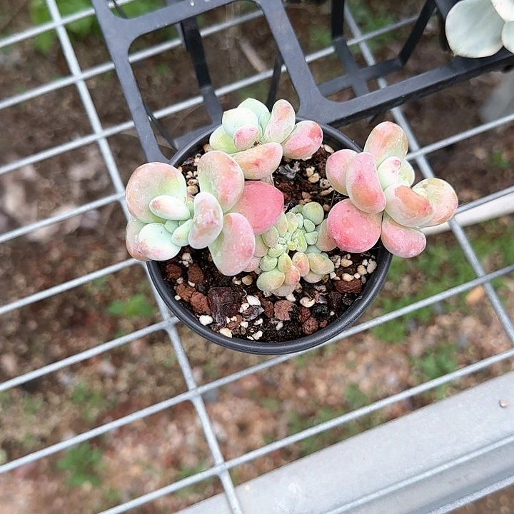 太*花青蛙王子儿童牙膏？111
