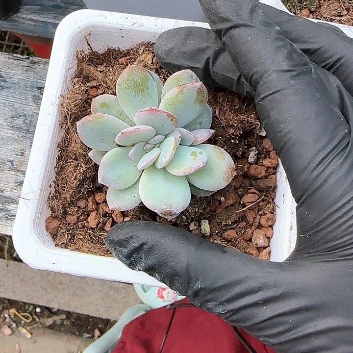 ?***?青蛙王子儿童1111