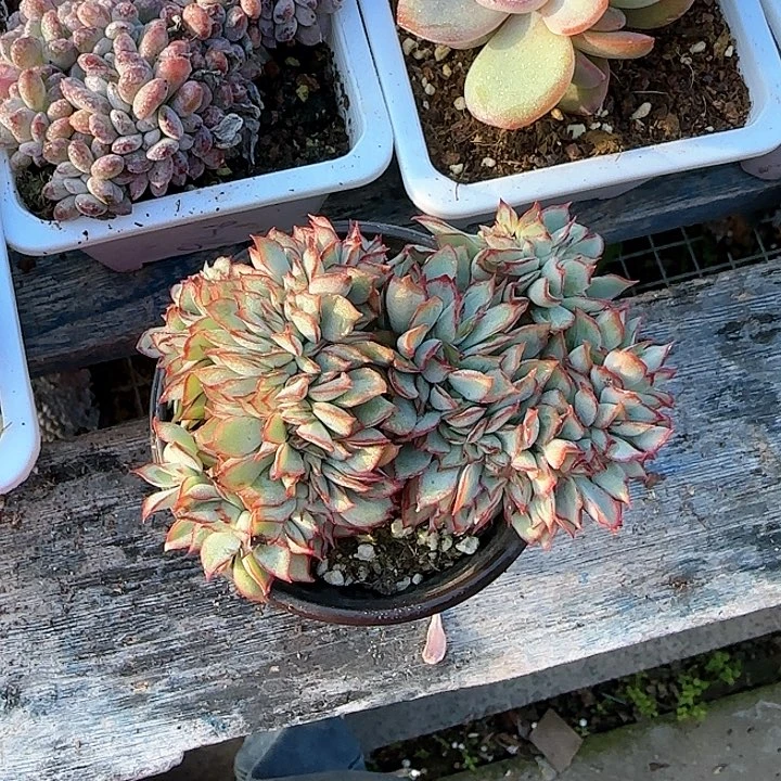 青蛙王子儿童牙膏牙刷！