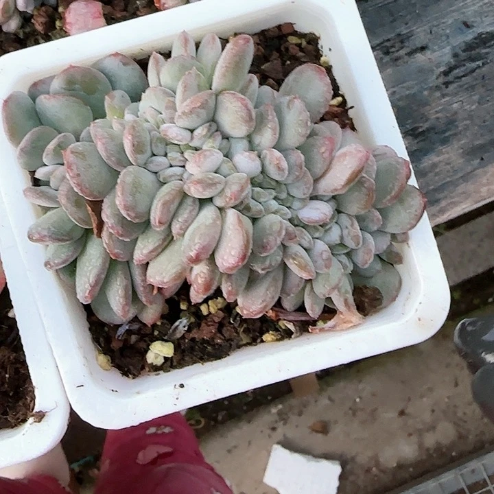 青蛙王子儿童牙膏111