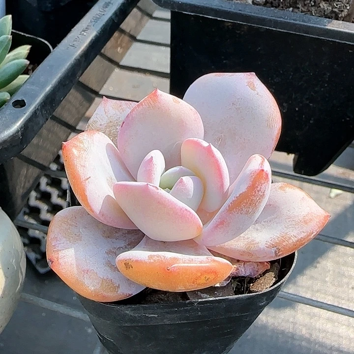 青蛙王子儿童11111