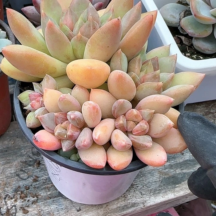 玫*?青蛙王子儿童牙膏111