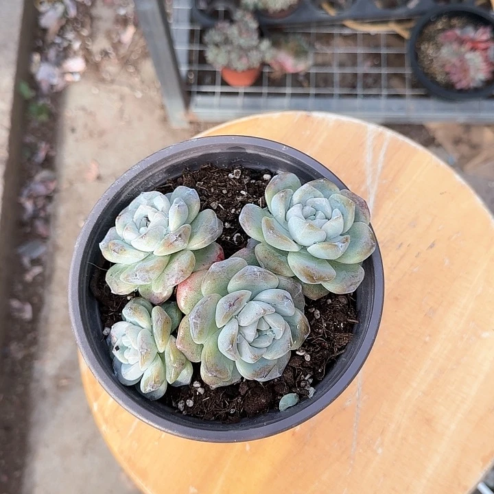 青蛙王子儿童牙膏111