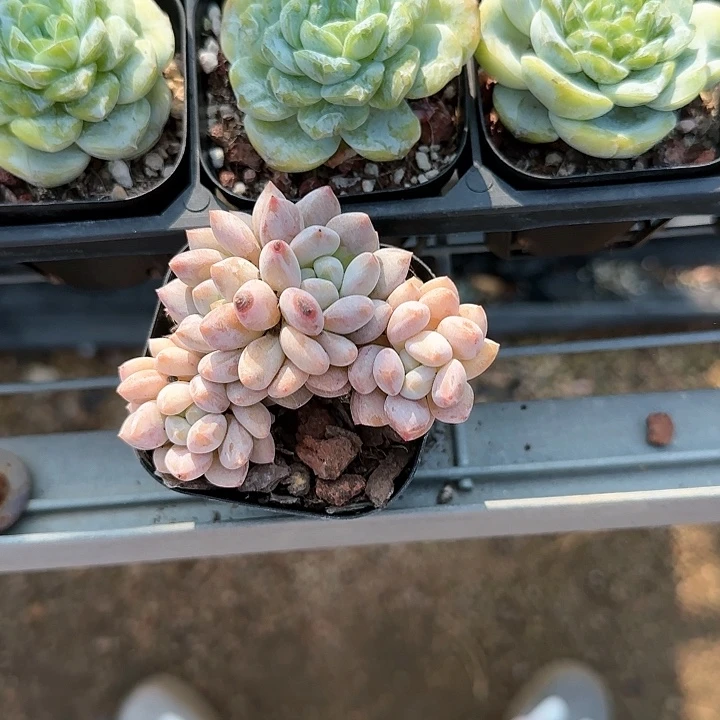 青蛙王子儿童1111