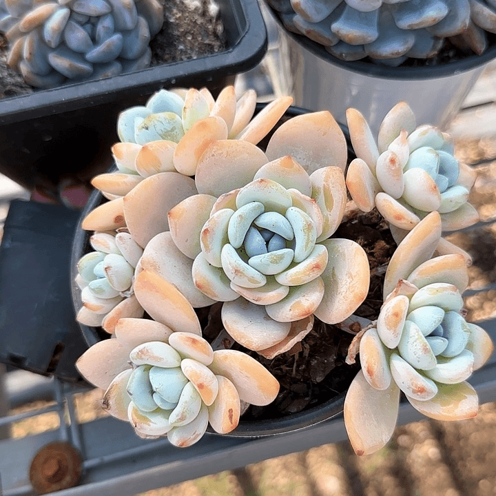 青蛙王子儿童11111
