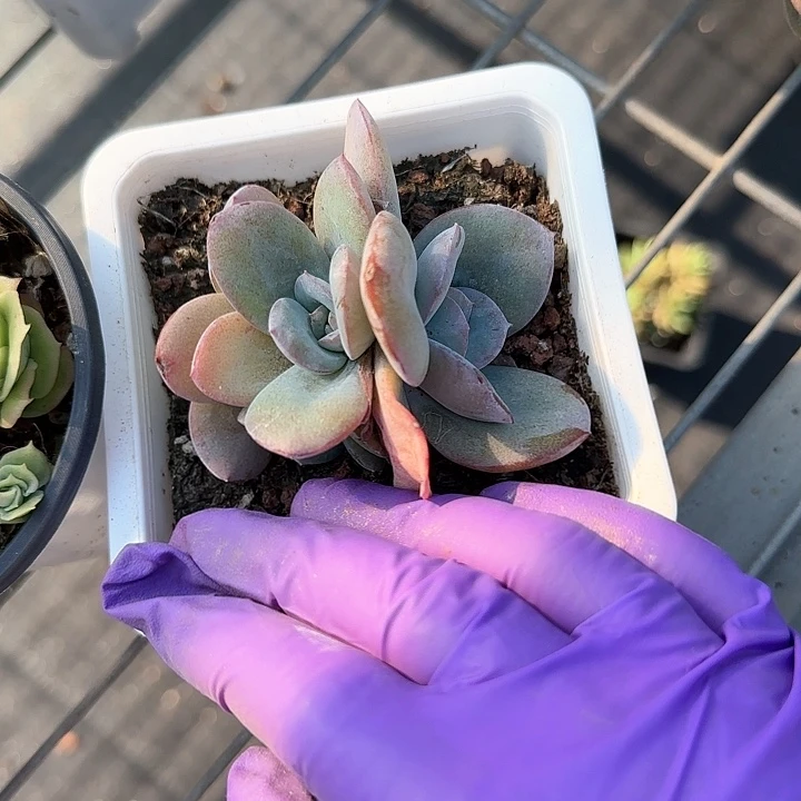 青蛙王子儿童1111