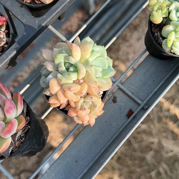 粉*姐青蛙王子儿童1111