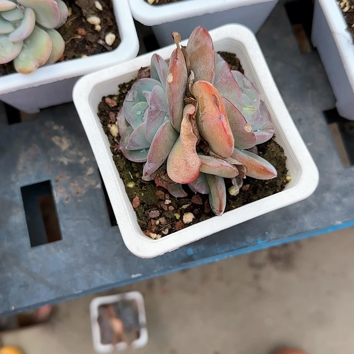 青蛙王子儿童牙膏111