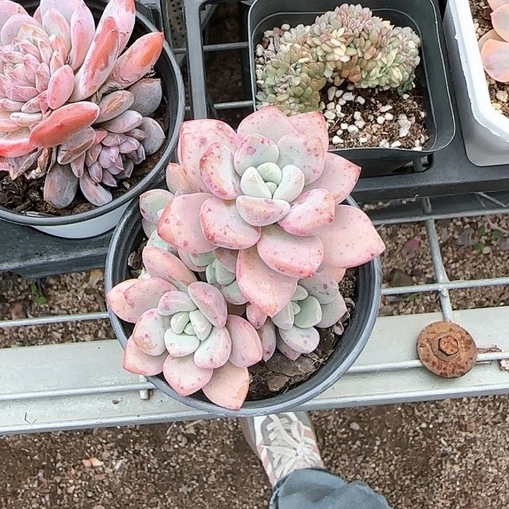 白**霜青蛙王子儿童1111