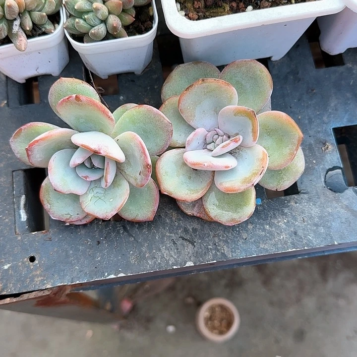 青蛙王子儿童牙膏111