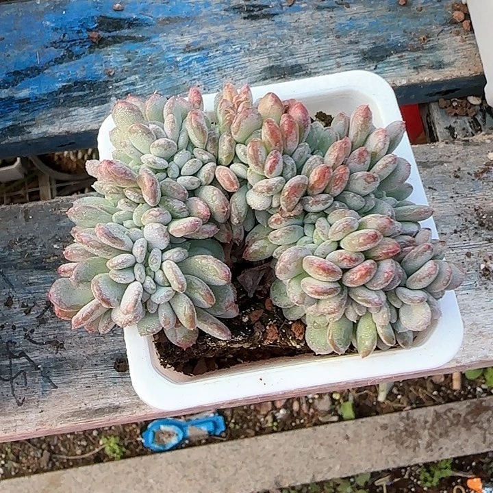 青蛙王子儿童牙膏111
