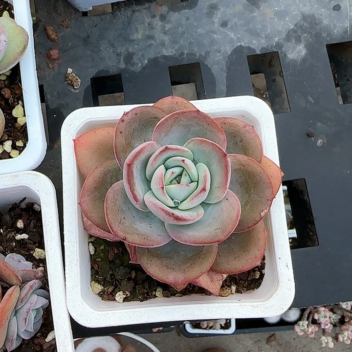 青蛙王子儿童牙膏1111