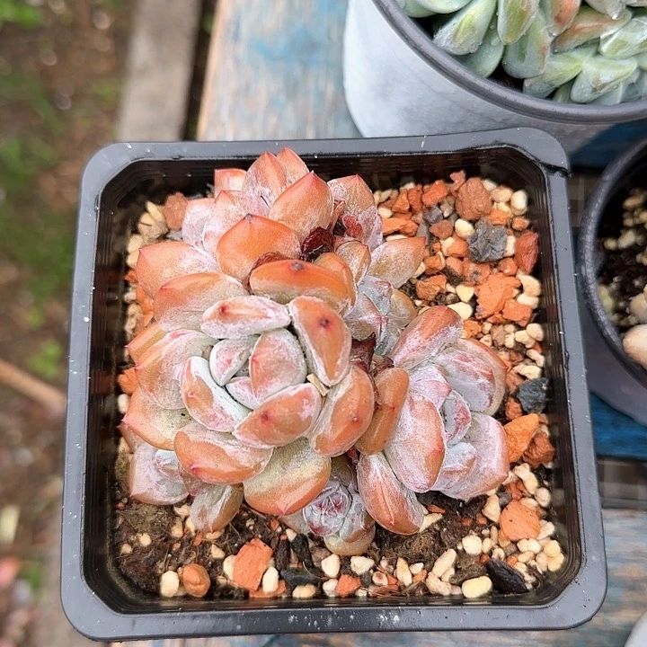 青蛙王子儿童牙膏11110