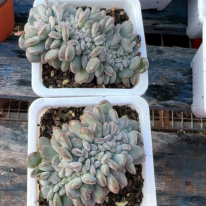 橙**?青蛙王子儿童牙膏1111