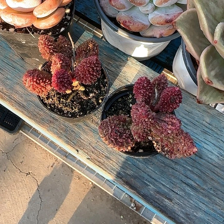 青蛙王子儿童牙膏1111