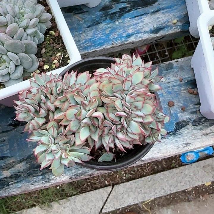 青蛙王子儿童牙膏1111