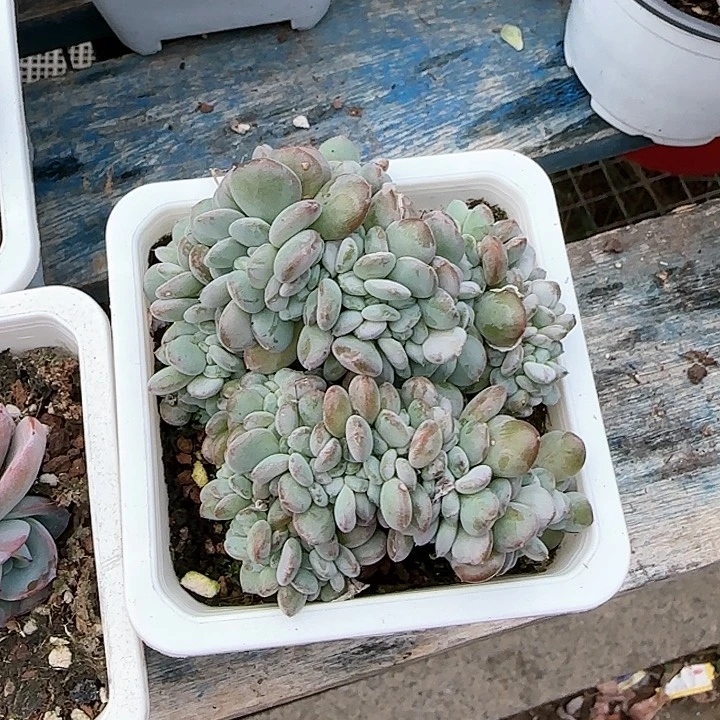 青蛙王子儿童1111