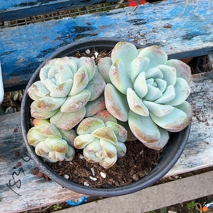 晴青蛙王子儿童牙膏牙刷1111