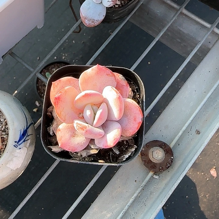 青蛙王子儿童1111