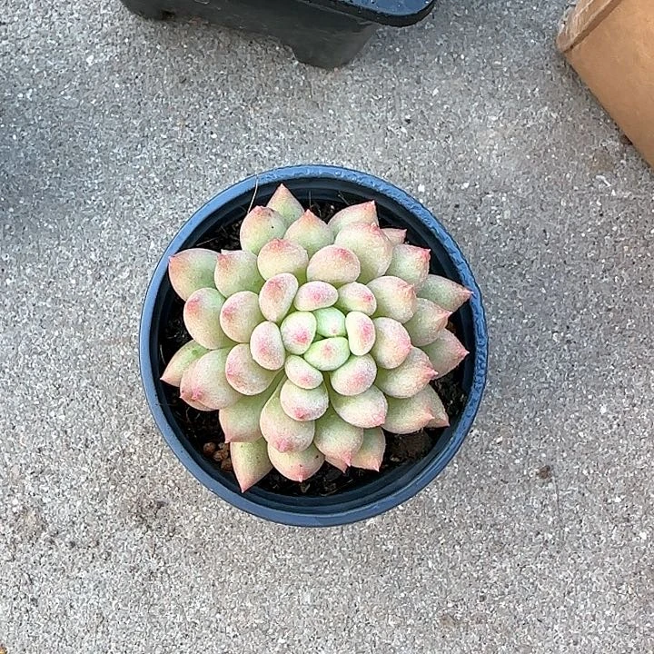 青蛙王子儿童牙膏1111