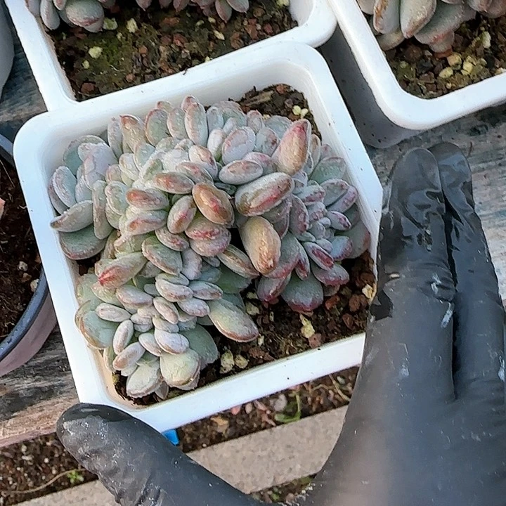 @***福青蛙王子儿童牙膏套装1111