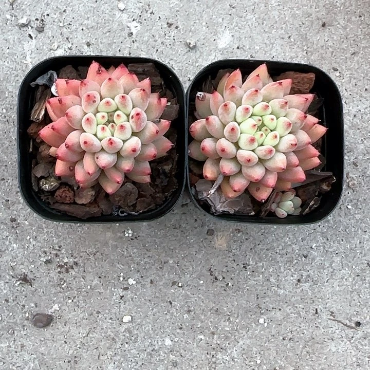 红**像青蛙王子儿童牙膏111