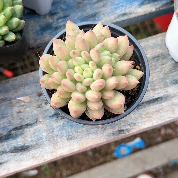 青蛙王子儿童牙膏1111