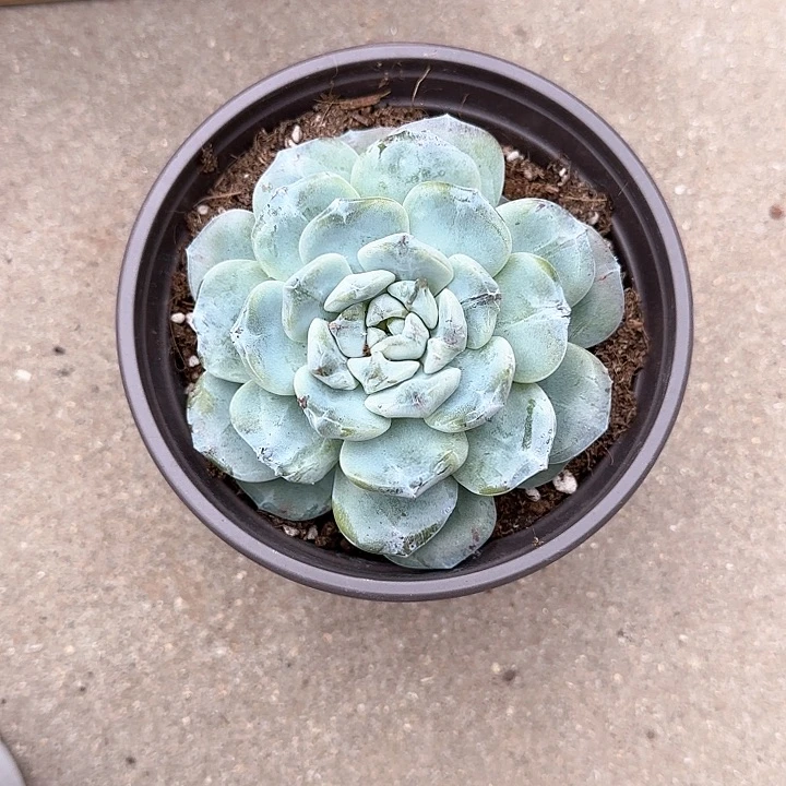 士****橙青蛙王子儿童1111