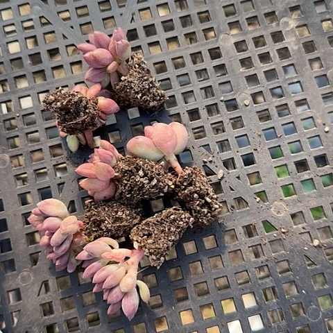 木*我是一只小小鸟啊111