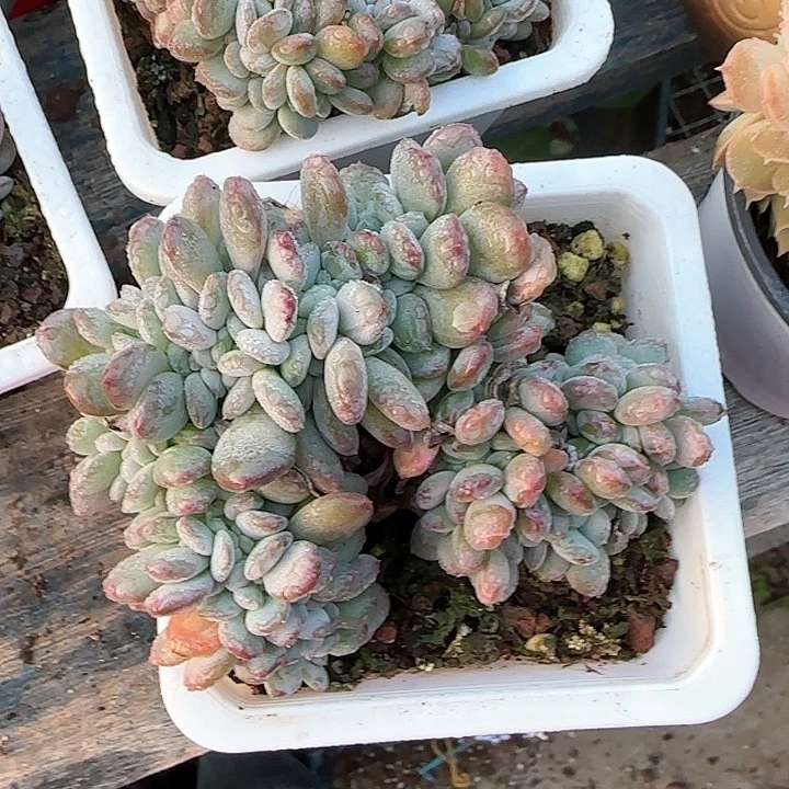 青蛙王子儿童牙膏111