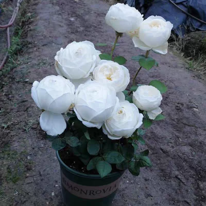 伊芙婚礼之路纯白色多季开大花浓香月季花苗玫瑰盆栽阳台观花植物