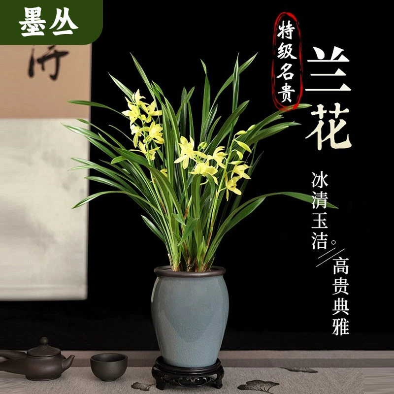 兰花苗墨兰室内庭院现带多花苞浓香富山奇蝶四季兰盆栽绿植花卉