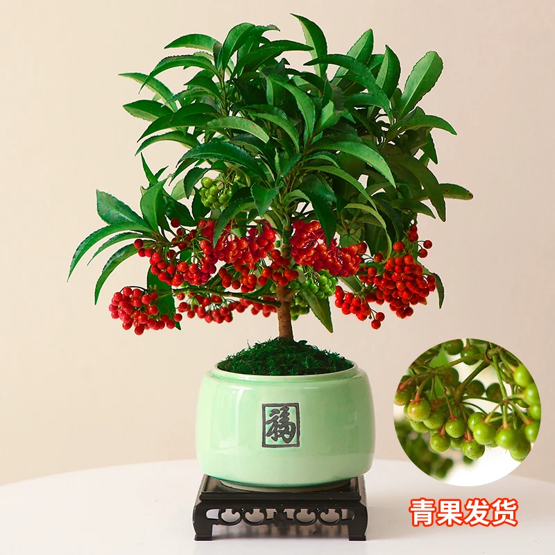 富贵籽盆栽寓意好富贵多子果实鲜红喜庆气氛喜暖喜阳净化空气绿植