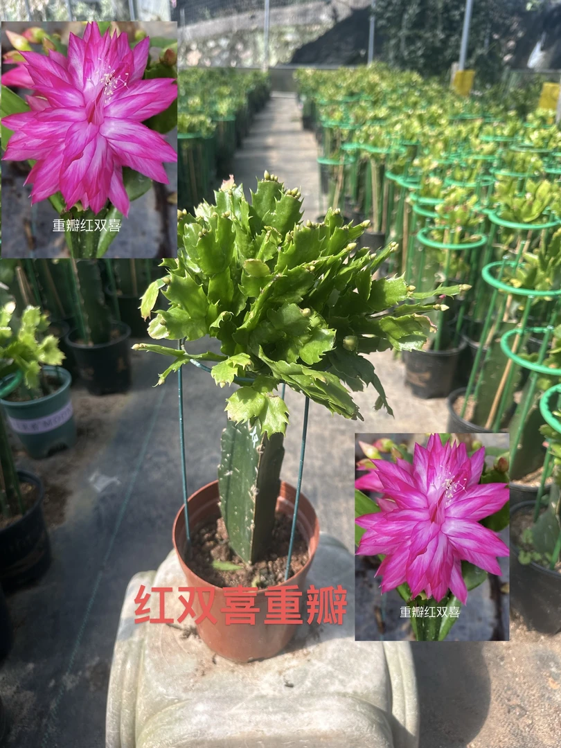 福建发货 嫁接蟹爪兰[粉重瓣红双喜]原盆原土带花架